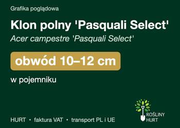 Klon polny 'Pasquali Select' obwód 10-12 cm, w pojemniku – HURT