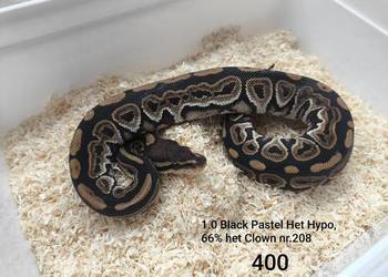 Pyton królewski samiec 208