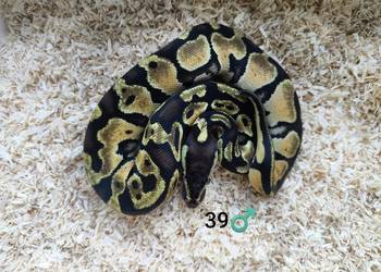 Pyton Królewski Regius samiec Pyton Królewski Regius samiec