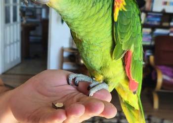 AMAZONKA Xanthopteryx SAMIEC