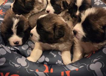 Moskiewski Pies Stróżujący - Nie Bernardyn Nie Kaukaz