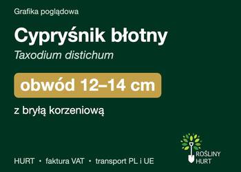 Cypryśnik błotny (Taxodium distichum) obwód 12-14 cm, z bryłą – HURT