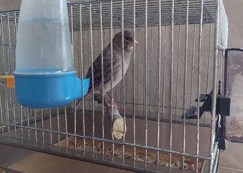 Samica kanarka zdrowa zimowana