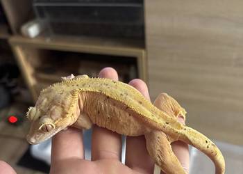 Gekon orzęsiony samica