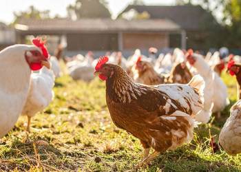 Salmacid S Active zakwaszacz do paszy dla trzody sypki | lepsze trawienie