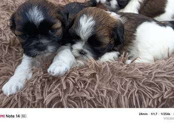Szczeniaki Shih-tzu