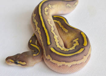 Wąż Pyton królewski ♀ Hypo, BlackHead, Lesser, YB, RG-RNG • Python Regius