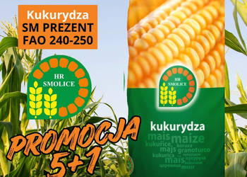 Materiał siewny kukurydza SM Prezent FAO 240-250 Promocja 5+1