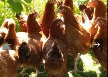 Młode kury kokoszki 14 tygodni rosa leghorn green Shell