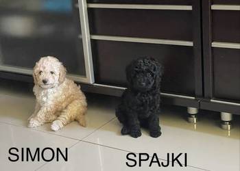Pudel miniaturowy piesek