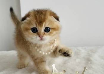 Kotka szkocka złota. Scottish fold. Do rezerwacji