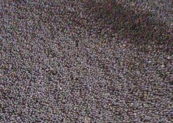 Łubin wąskolistny słodki  Regent