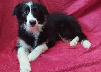 Border Collie szczeniak piesek cudowny :-)