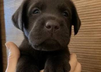 Niesamowity szczeniak labradora