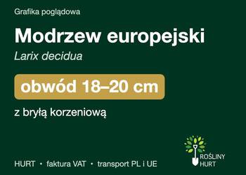 Modrzew europejski (Larix decidua) obwód 18-20 cm, z bryłą – HURT