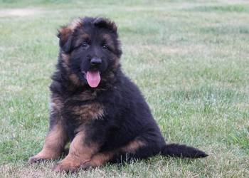 Owczarek Niemiecki Długowłosy