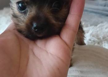 Yorkshire terrier chłopczyk mini