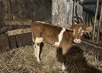 Sprzedam cielaki jałówki cieliczki cielęta