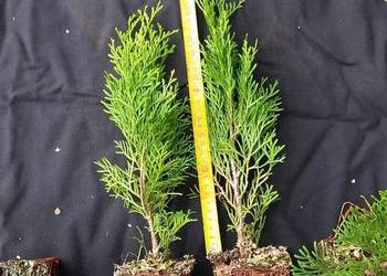 Thuja tuja szmaragd 20-30cm- 3zł,