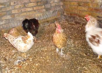 Sprzedam kury 11 szy