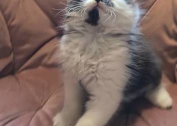 Maine coon chłopak