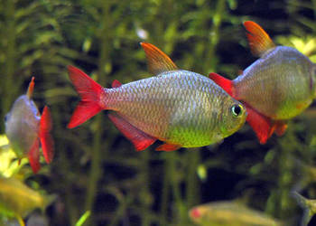 Bystrzyk kolumbijski - Hyphessobrycon columbianus - WYSYŁKA