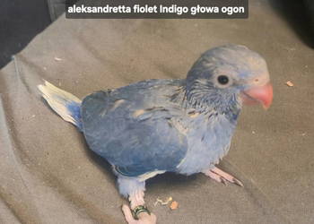 Aleksandretta ręcznie karmiona Fiolet indygo głowa ogon