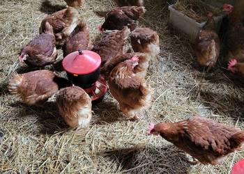 Kury zagrodowe nioski koguty