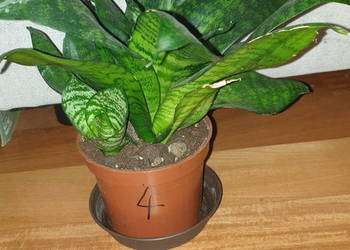 Sansewieria, nr 4, roślina rosnąca