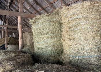 Sprzedam Siano bele duża ilość