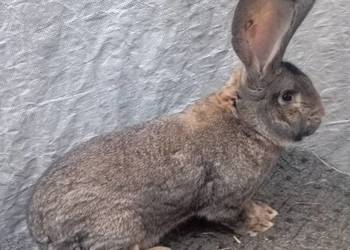 Sprzedam dwa samce olbrzymia belgijskiego szarego