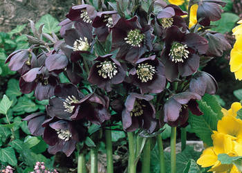 CIEMIERNIK WSCHODNI SINGLE BLACK - sadzonki w doniczkach