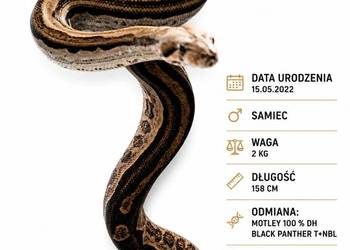 Boa constrictor samiec