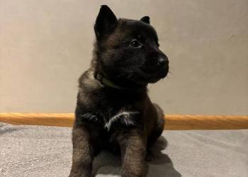 Owczarek belgijski Malinois