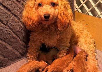 Maltipoo F1B Poznań