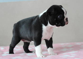 BOSTON TERRIER (ZKwP) po: DOMINO Don Chesa Lu Grande (import Serbia)
