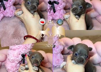 Chihuahua mini piesek krótkowłosy liliowy mini piękny badania DNA