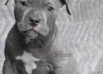 American Staffordshire Terrier Blue Amstaff