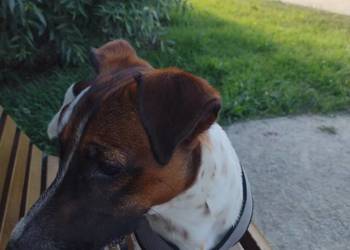 Sprzedam psa pies Junior Juniora JRT Jack Russell Terrier