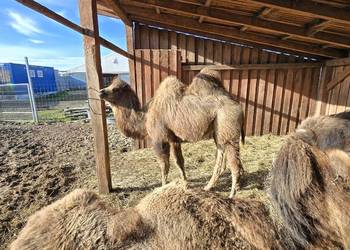 Wielbłąd dwugarbny samica z 2025r.