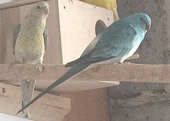 Papugi świergoty i inne