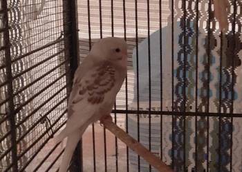 Sprzedam papugi faliste Sprzedam papugi faliste