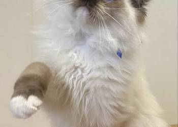 Kocurek Ragdoll gotowy do przeprowadzki