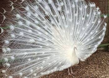 Pióra pawie z oczkiem