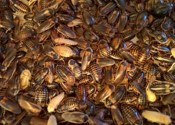 Karaczany argentyńskie Blaptica dubia