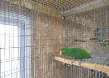 Lora Wielka  EKLEKTUS