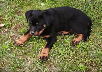 Rottweiler Szczenięta z Rodowodem