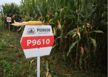 Kukurydza Pioneer P9610 Aquamax tolerancja na suszę Kukurydza Pioneer P9610 Aquamax tolerancja na suszę