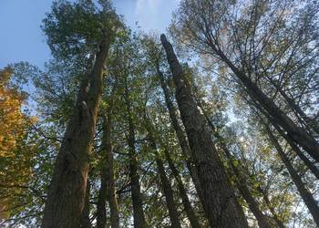 Przycinanie drzew metodą alpinistyczną oraz wycinka