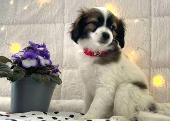 spaniel kontynentalny miniaturowy, phalene, nie papillon, ZKwP, FCI